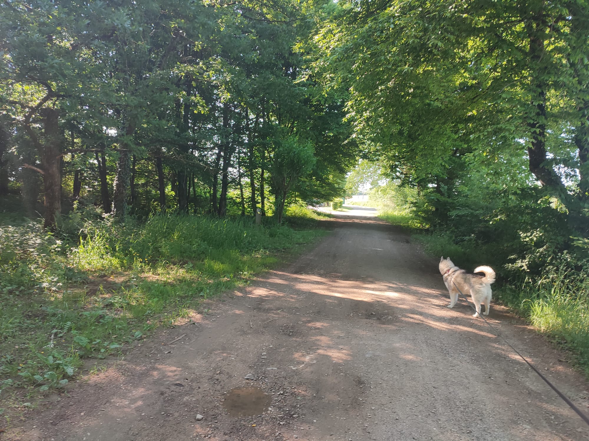 environnement extérieure chalet des sarteaux